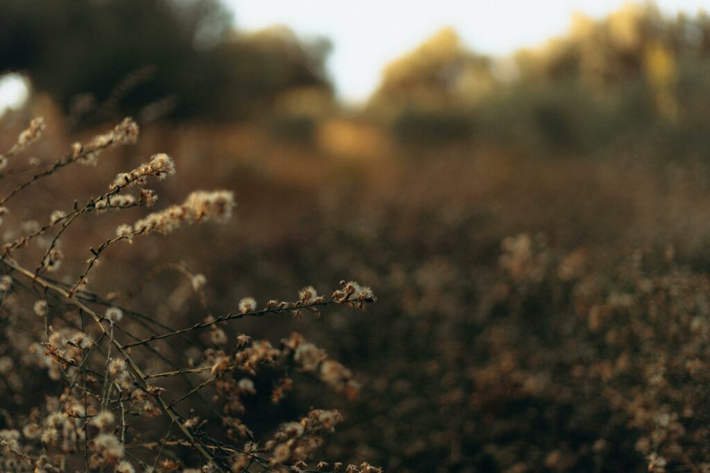 Close-up of wildflowers in autumn with warm, soft lighting and bokeh background.